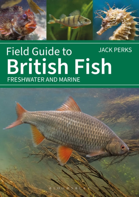 Field Guide to British Fish : Freshwater and Marine (ISBN: 9781399412254)