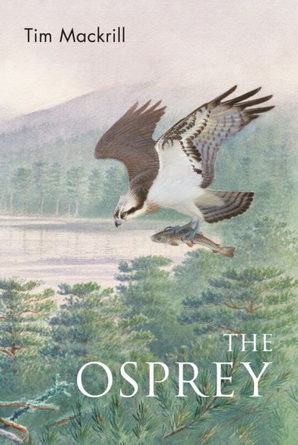 The Osprey (ISBN: 9781472992611)